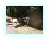 SardKors2010- (89)-web1.jpg